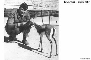 190- ARMEE DE L'AIR EN ALGERIE 1945-1962-38 (79)